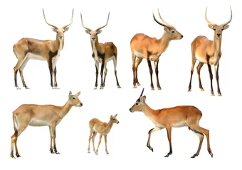  collection of red lechwe isolated © anankkml