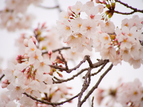 Yoshino cherry tree in full bloom in the sky back