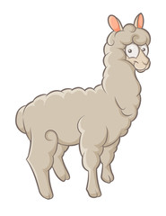 alpaca