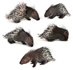 collection of porcupine isolated