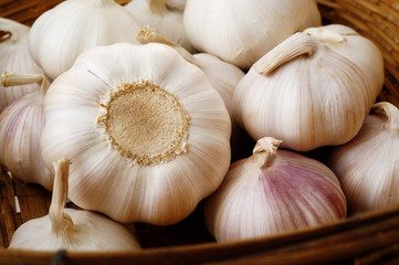Garlic