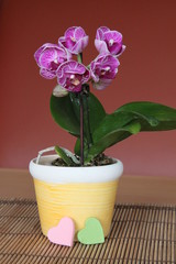 Kleine Orchidee mit Herzen