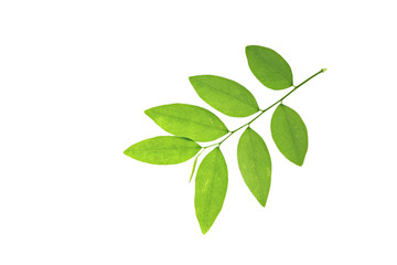 Green leaves isolated.