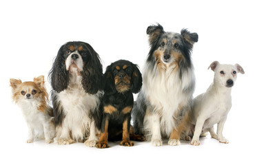 Fototapeta na wymiar five dogs