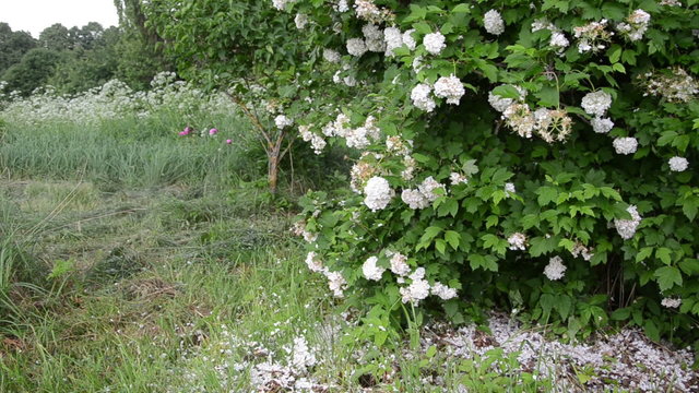 abundant snowball petals around the bush