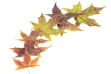 Autumn leaves