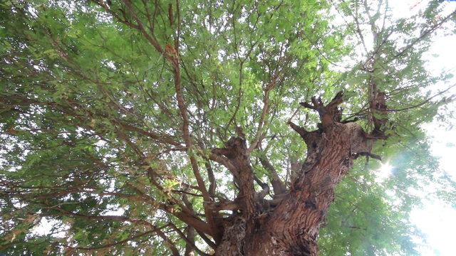 Sun Glimmering through green leaves tree, dolly shot