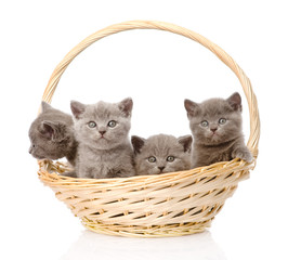 Fototapeta na wymiar group british shorthair kittens in basket. isolated on white 