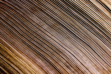Close up Of Patterns and Textures on Palm Frond - obrazy, fototapety, plakaty