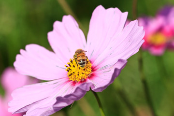 Foraging Honey Bee