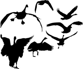 Geese in flight silhouettes
