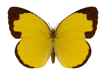 Chocolate Grass Yellow Butterfly