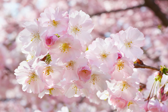 Spring twig with flowers on background with pink blossom