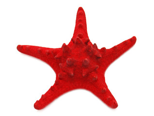 Red sea star