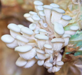 A close up of White Beech mushroom or White Shimeji  Hyps