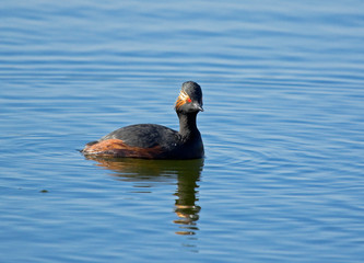 Black-necked Grebe