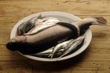 Poisson Pescado Pesce Fish Vis Fisch Iasc ψάρι