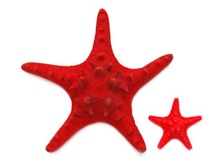 Two red sea star