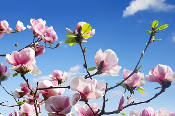 Deurstickers Magnolia magnoliaboom bloesem