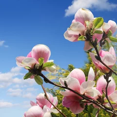 Store enrouleur sans perçage Magnolia fleur de magnolia