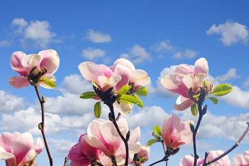 Photo sur Plexiglas Magnolia fleur de magnolia