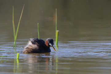 Grèbe castagneux et sa proie