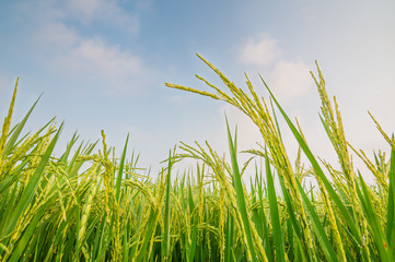 Green ear of rice in paddy rice field