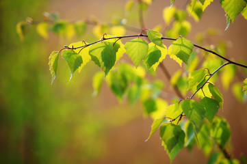 Spring. The young birch branch.