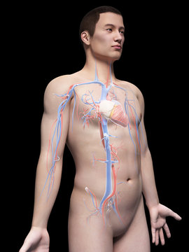 illustration of the vascular system of an asian male guy