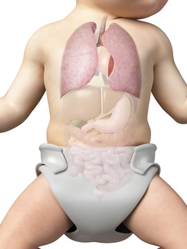 medical illustration showing the lung of a baby