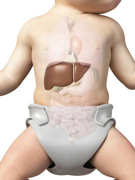 medical illustration showing the liver of a baby
