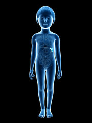 anatomy of a young child -