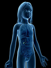 anatomy of a young girl -  the gallbladder