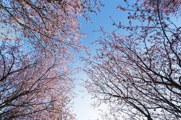 Cherry blossoms in spring, profiled on blue sky