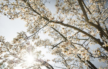 Beautiful magnolia blossoms in spring, profiled on sky