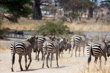 Fototapeta na wymiar Zebras rushing down to rivers