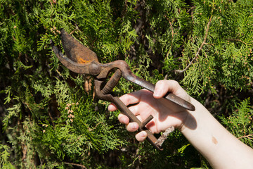 Gardener pruning with old pruning shears