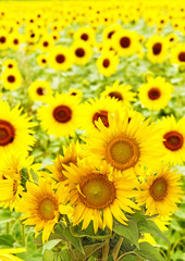 Naklejka premium sunflowers on a field