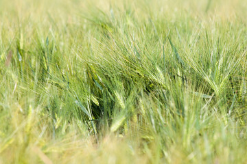 Landscape of Barley Field in early Summer