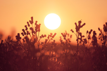 Field of milfoil grass during summer sunset