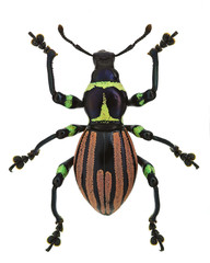 Exotic weevil Pachyrhynchus loheri