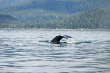 Alaska - Juneau - Whale Watching - Humpback Whale Tail