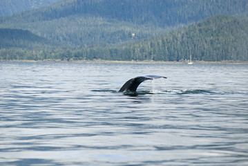 Fototapeta premium Alaska - Juneau - Whale Watching - Humpback Whale Tail