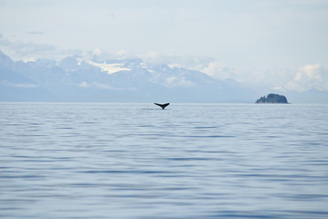 Fototapeta na wymiar Alaska - Juneau - Whale Watching - Travel Destination