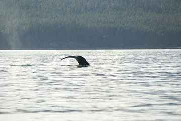 Fototapeta premium Alaska - Juneau - Whale Watching - Humpback Whale Tail