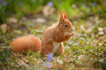 Red squirrel eating his acorn