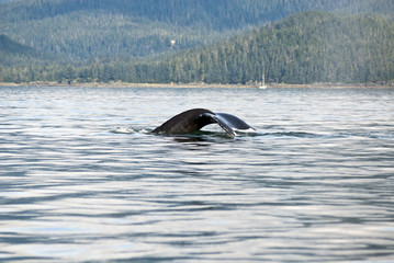 Obraz premium Alaska - Juneau - Whale Watching - Humpback Whale Tail 