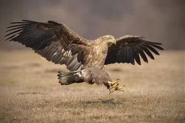 Türaufkleber Adler Landender Adler