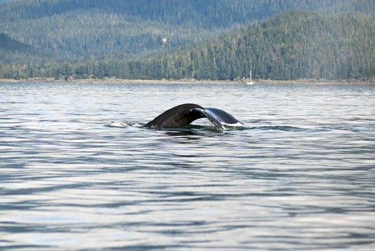 Alaska - Juneau - Whale Watching - Humpback Whale Tail 