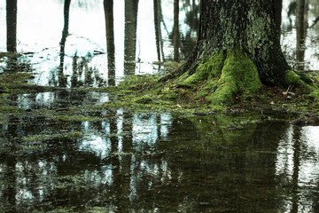 Reflections of trees in flooded forest
